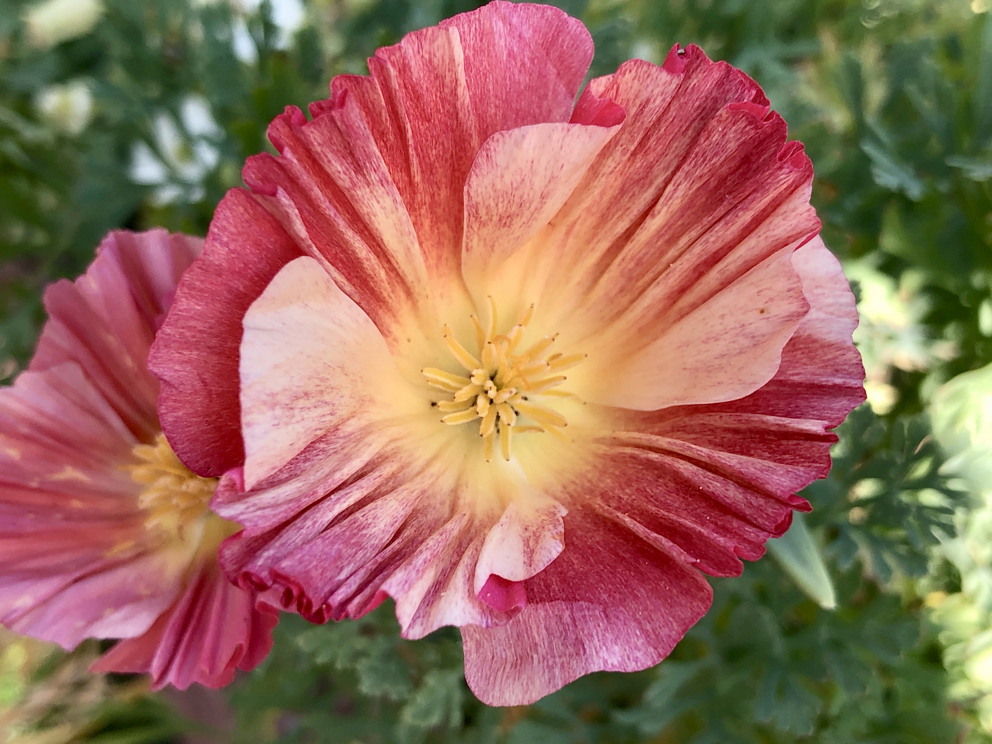 Auch das ist Kalifornischer Mohn