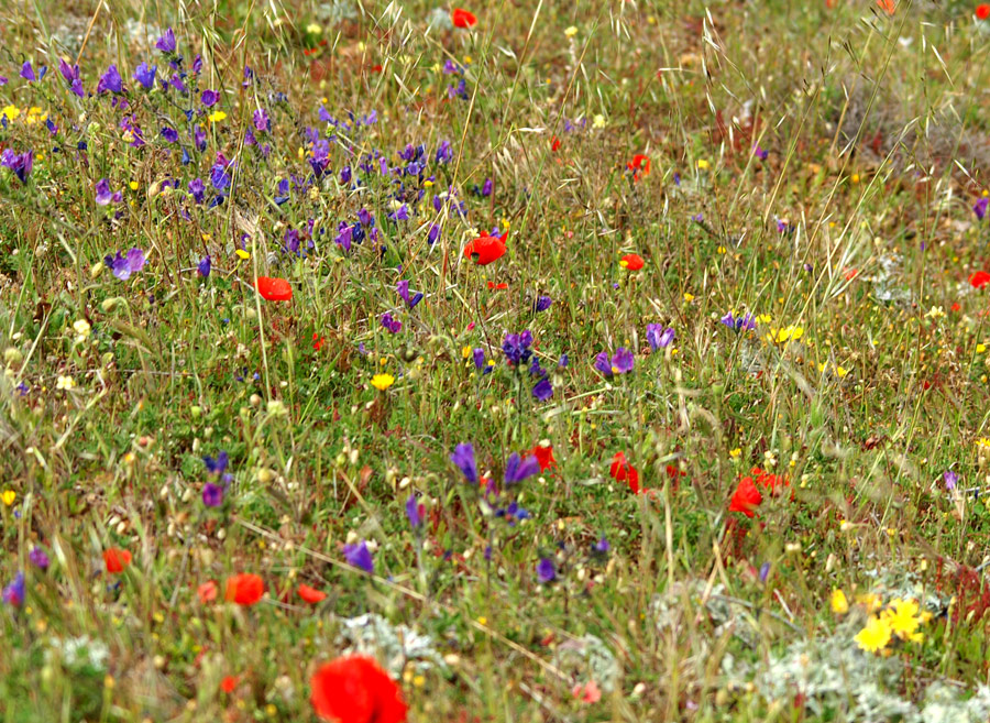 Auch das ist Teneriffa : Bunte Blumenwiesen. . .und weit und breit totale Ruhe