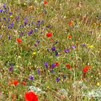 Auch das ist Teneriffa : Bunte Blumenwiesen. . .und weit und breit totale Ruhe