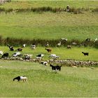 Auch das ist Teneriffa : Ziegenherde auf der Weide