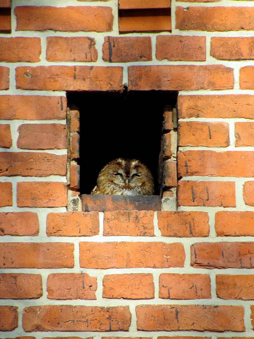 auch das Käuzchen