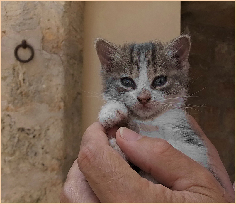Auch das kleine Katzenkind habe ich auf Mallorca gefunden......