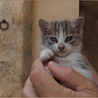 Auch das kleine Katzenkind habe ich auf Mallorca gefunden......
