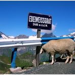 Auch das letzte Edelweiß wird abgegrast...