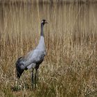 Auch das Männchen brütet mit - Kranich - Grus grus -