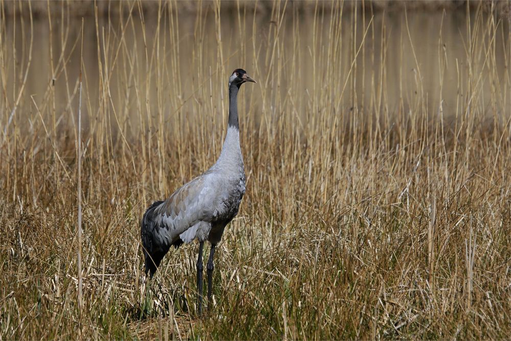 Auch das Männchen brütet mit - Kranich - Grus grus -