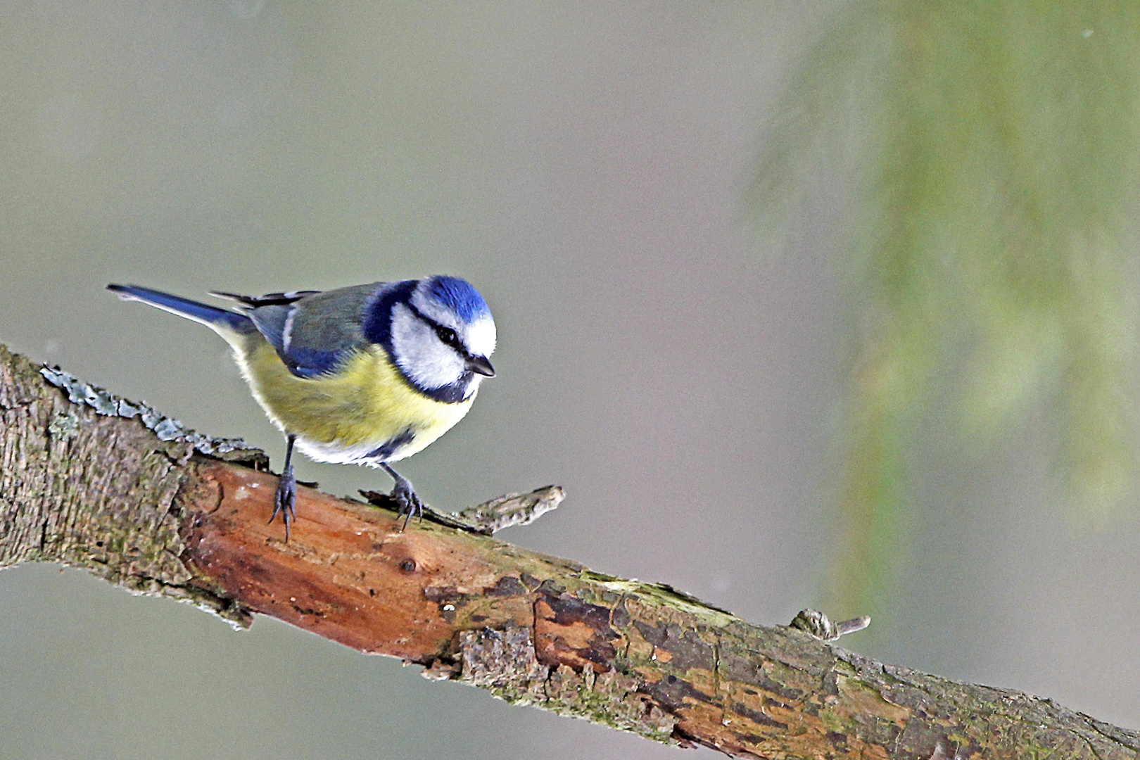 Auch das nette Blauhelmchen, ... 