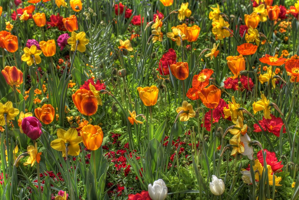 Auch das noch: Blumen!