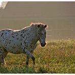 Auch das Pony....