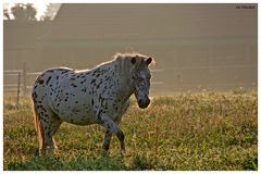 Auch das Pony....