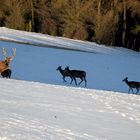 Auch das Rotwild genießt die Sonne und wartet auf das Frühjahr