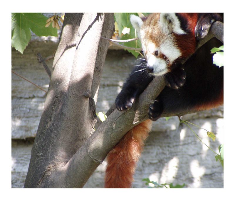 Auch das soll ein pandabärchen sein, denke allerdings eine andere art - das