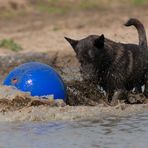 Auch das Ungeheuer von Loch Ness spielt gern Ball...