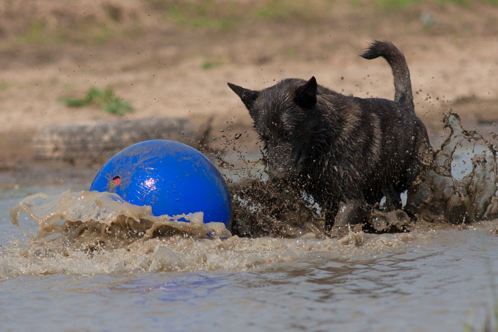 Auch das Ungeheuer von Loch Ness spielt gern Ball...