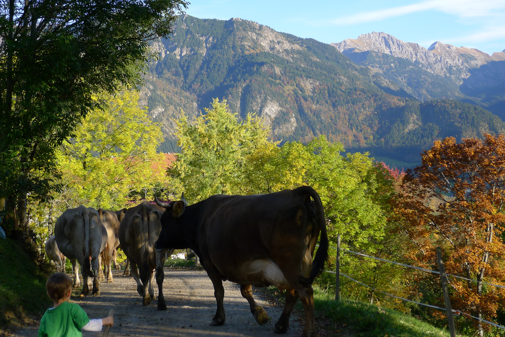 Auch das Urlauberbüble darf mal Kühe treiben.