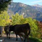 Auch das Urlauberbüble darf mal Kühe treiben.