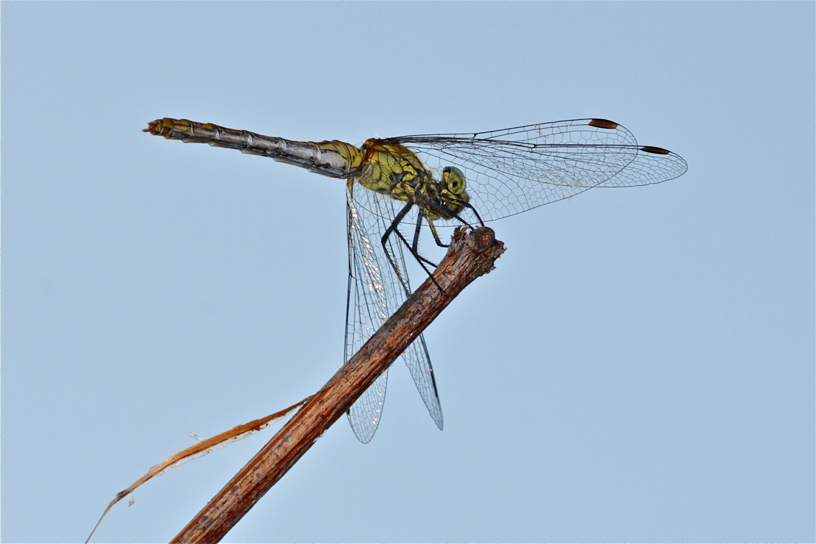 Auch das Weibchen der Blutroten Heidelibelle (Sympetrum sanguineum) ist schon da