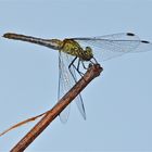 Auch das Weibchen der Blutroten Heidelibelle (Sympetrum sanguineum) ist schon da