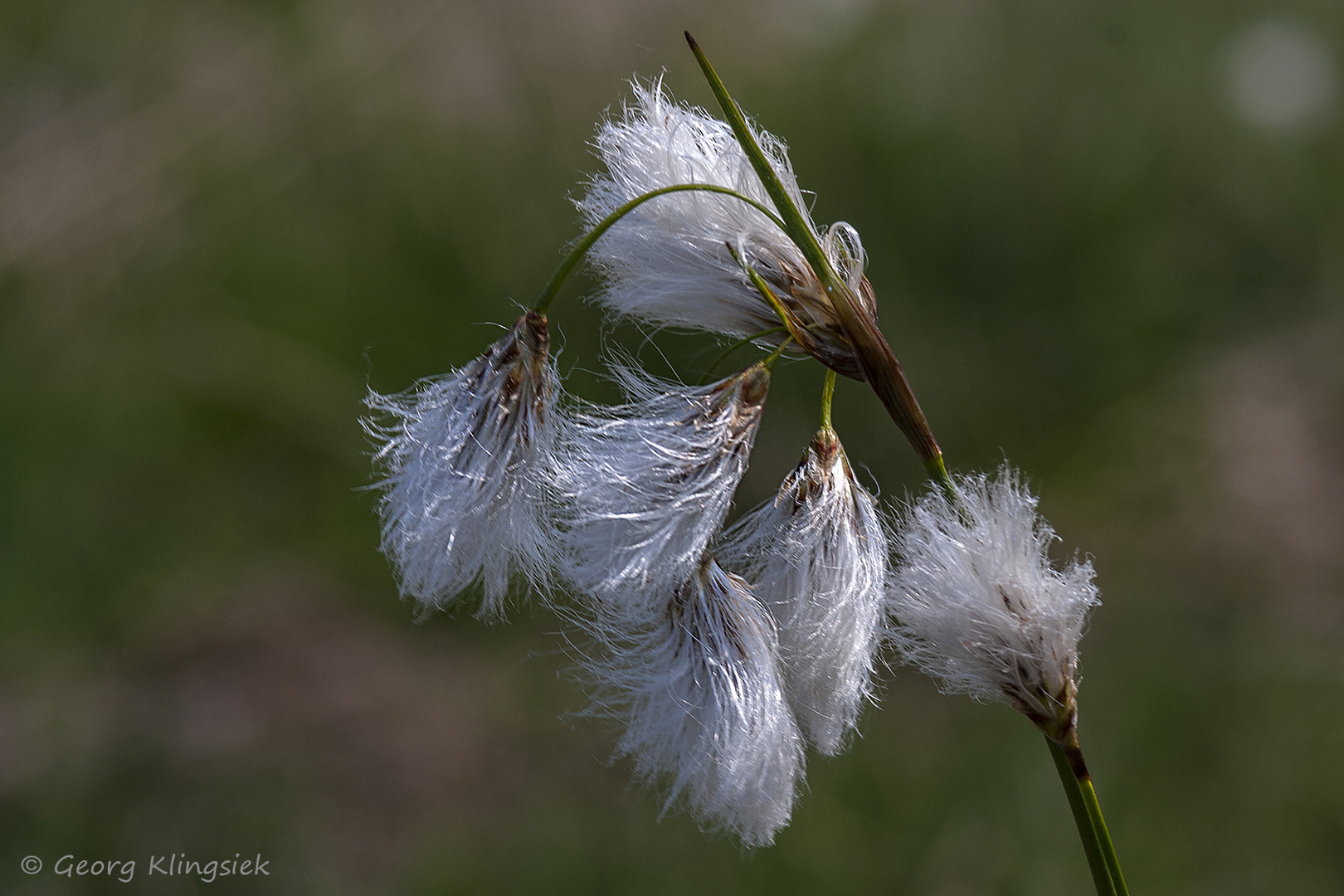 Auch das Wollgras … 