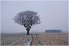 Auch dem Baum ist kalt!