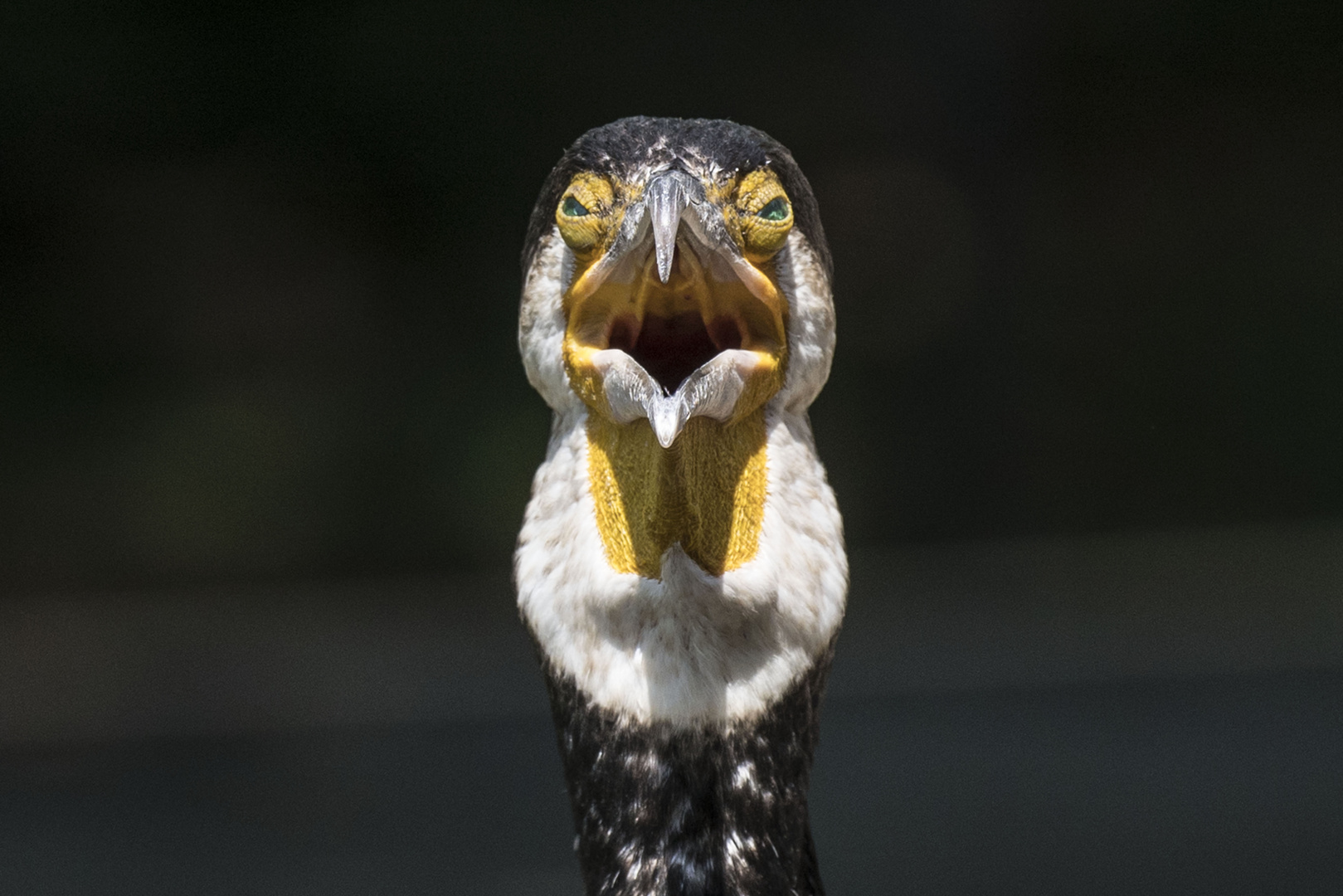 Auch dem Kormoran ist es zu heiß.