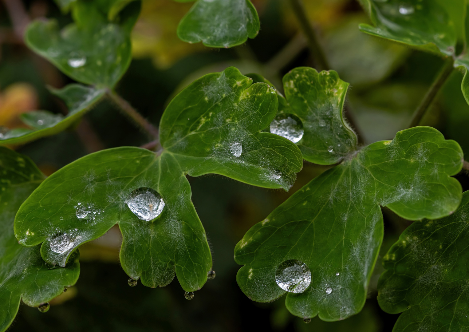 Auch dem Regenwetter