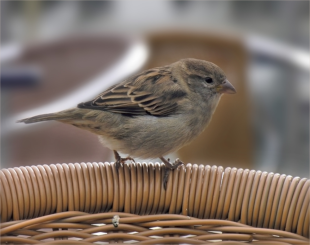 Auch dem Spatz gefällt sein Gefieder