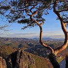 Auch dem zweiten Baum auf der Basteiaussicht darf nichts zustoßen...