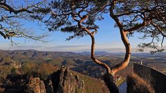 Auch dem zweiten Baum auf der Basteiaussicht darf nichts zustoßen...