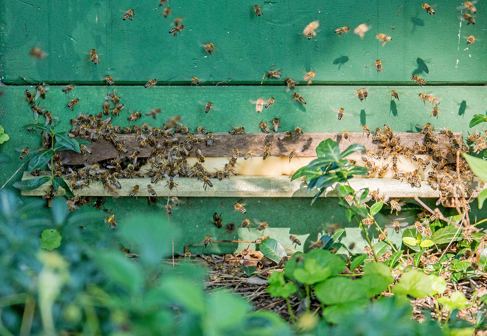 Auch den Bienen wird's zu heiß!