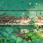 Auch den Bienen wird's zu heiß!