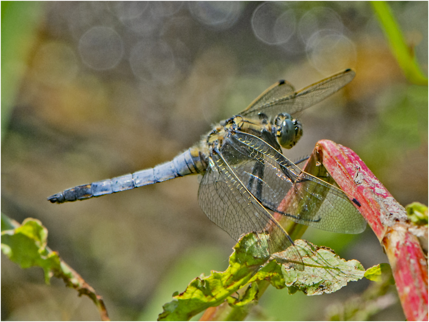 Auch den Große Blaupfeil (Orthetrum cancellatum) . . .