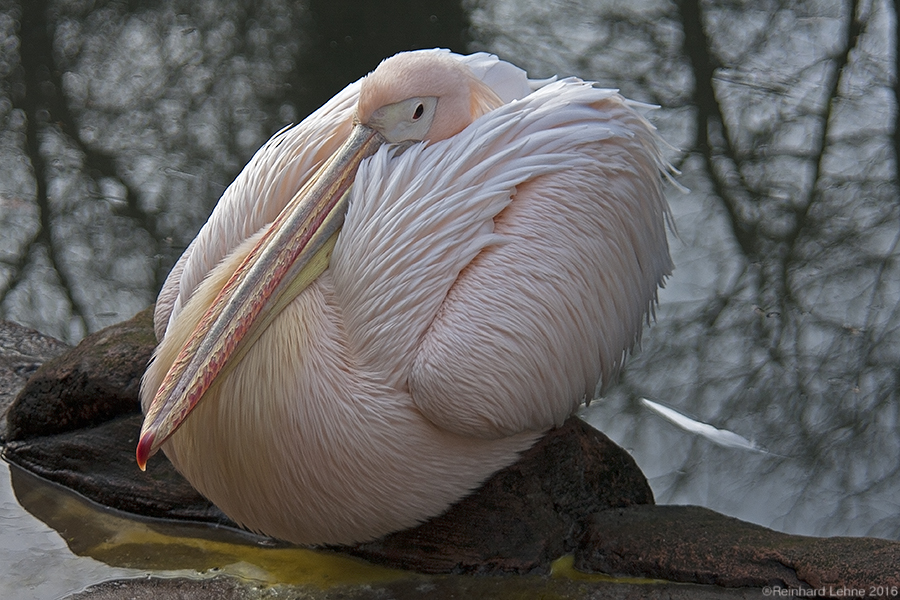 Auch den Pelikanen war kalt...