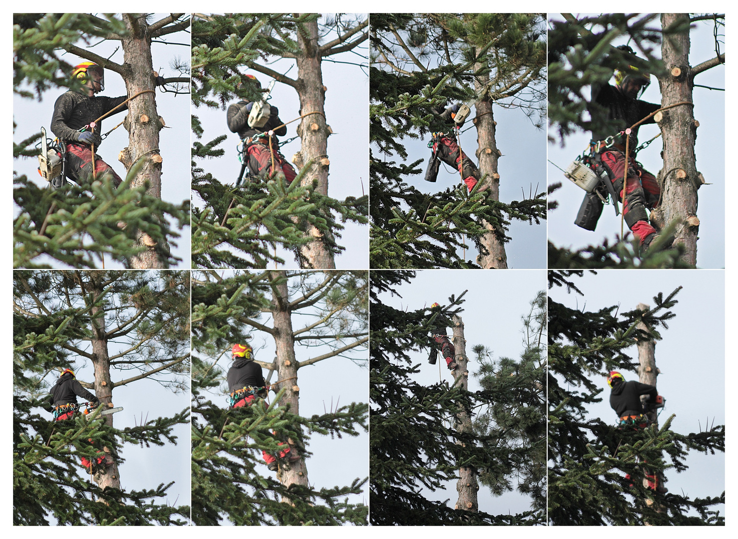 Auch der 2, Baum fällt