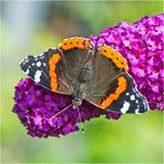 Auch der Admiral (Vanessa atalanta, Syn.: Pyrameis atalanta) . . .