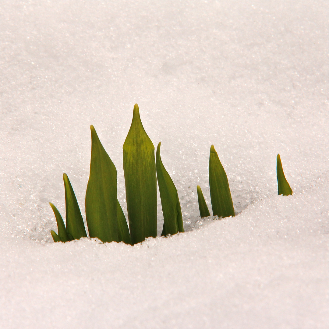 Auch der Bärlauch kämpft mit dem späten Schnee und hat schon Frost abbekommen . . .