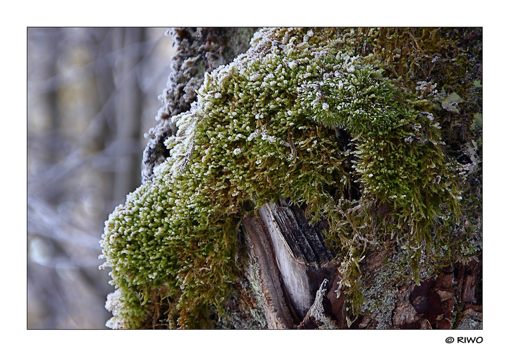 auch der Baum ist stark bemoost....