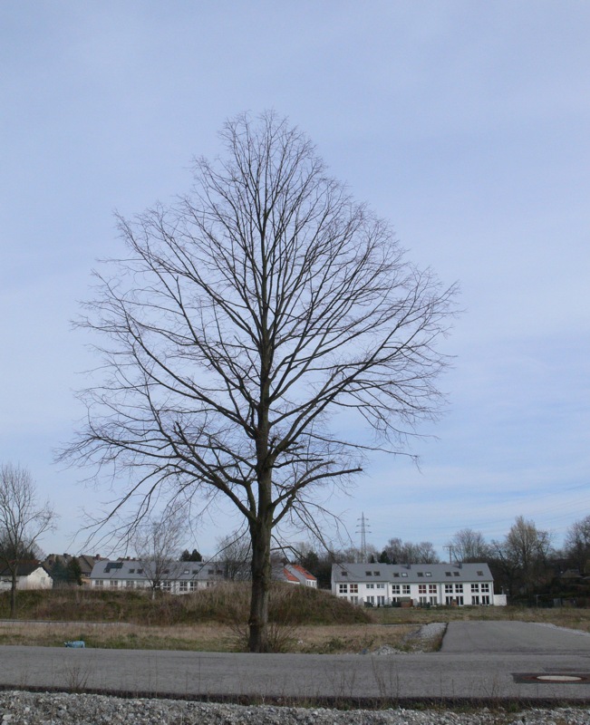 Auch der Baum steht noch