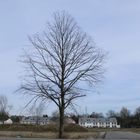 Auch der Baum steht noch