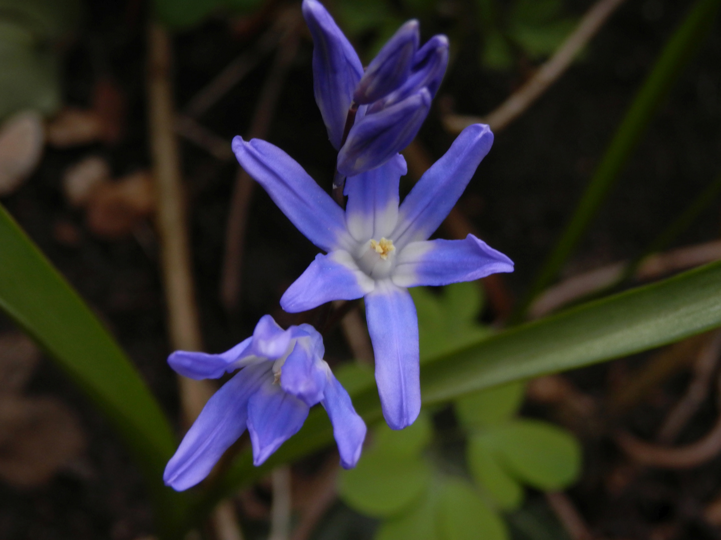 Auch der Blaustern blüht jetzt in unserem Garten