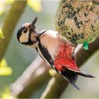 auch der Buntspecht liebt den Knödel  .....