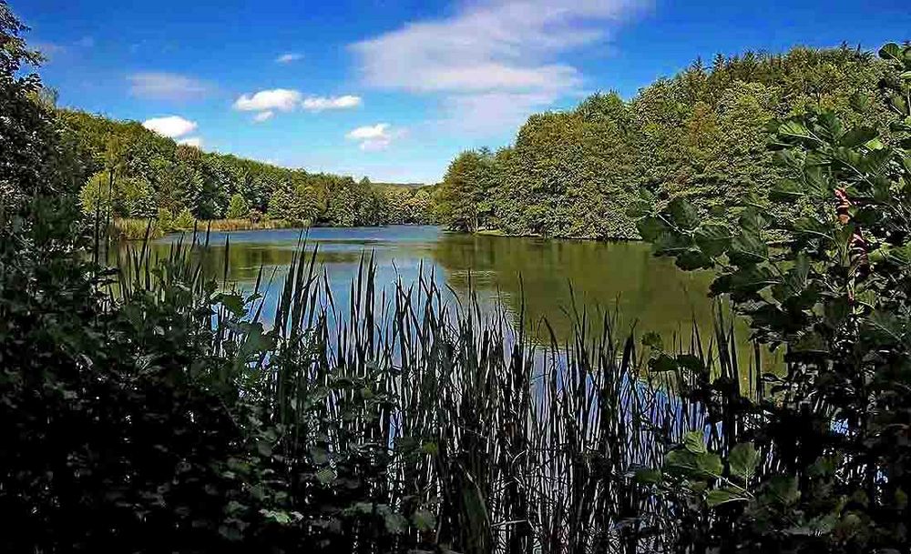 Auch der Burbacher Waldweiher ...