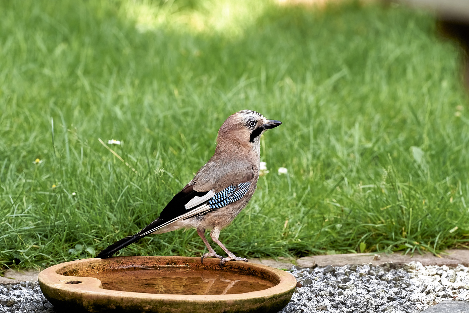 Auch der Eichelhäher kommt gern zu Besuch