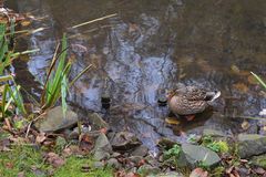 Auch der Enten bestand ist reichlich