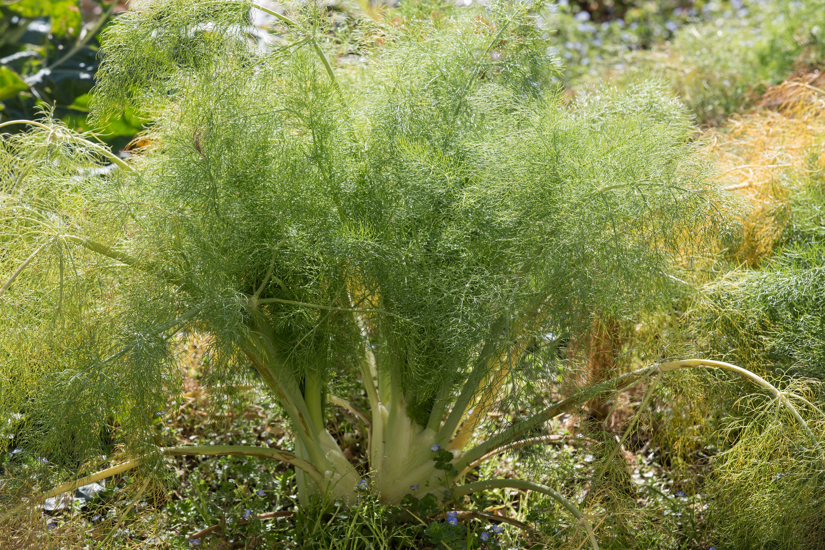 auch der Fenchel ist 'fertig'... 