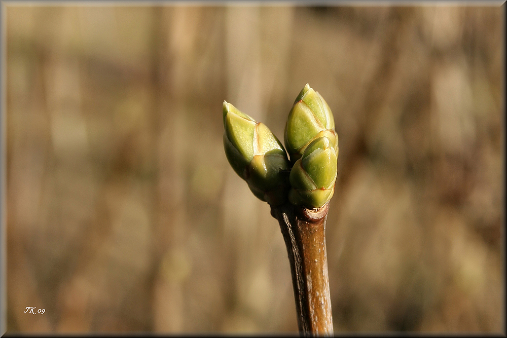 Auch der Flieder......