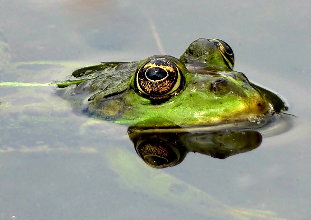 Auch der Frosch . . .