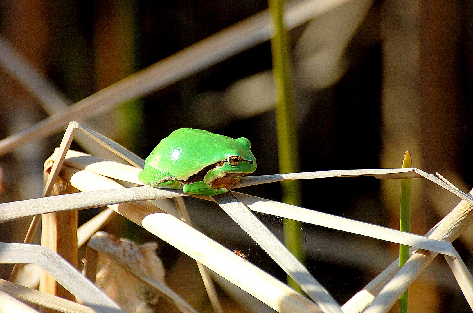 Auch der Frosch genießt die ersten Sonnenstrahlen