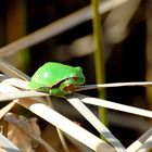 Auch der Frosch genießt die ersten Sonnenstrahlen