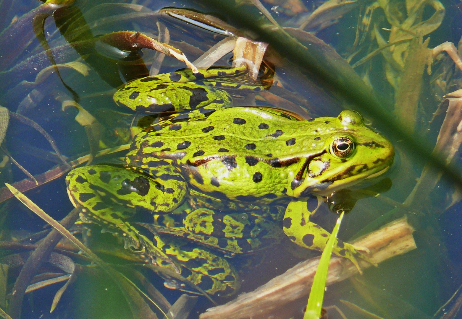 Auch der Frosch genießt die jetzt höheren Temperaturen